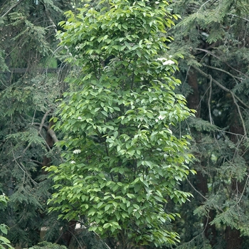 Viburnum x burkwoodii '' (052346)