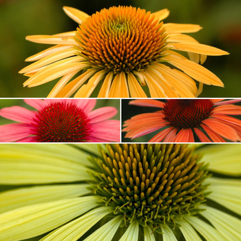 Echinacea purpurea Big Sky™ 'Series' (052446)