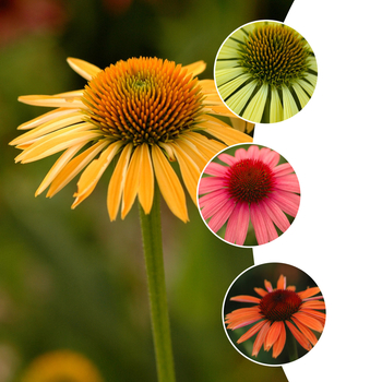 Echinacea purpurea Big Sky™ 'Series' (052448)