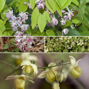 Epimedium 'Multiple Varieties' (052458)