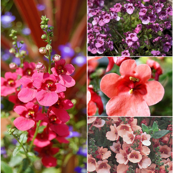 Diascia 'Multiple Varieties' (052460)