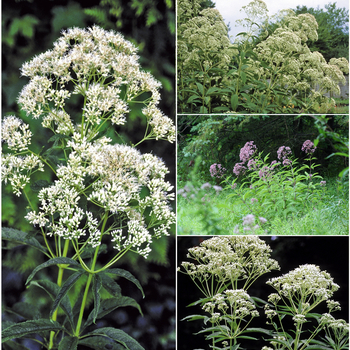 Eupatorium 'Multiple Varieties' (052463)