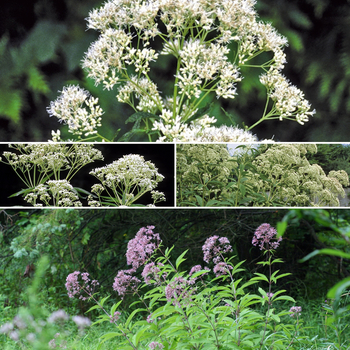 Eupatorium 'Multiple Varieties' (052464)