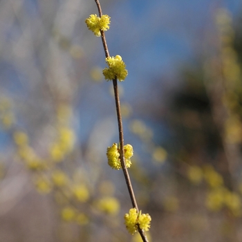 Salix babylonica '' (052515)