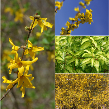 Forsythia '' (052523)