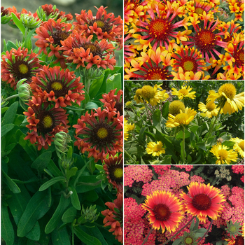 Gaillardia 'Multiple Varieties' (052765)