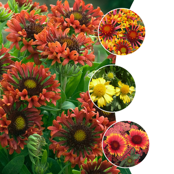 Gaillardia 'Multiple Varieties' (052767)