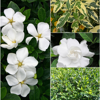 Gardenia jasminoides 'Multiple Varieties' (052768)