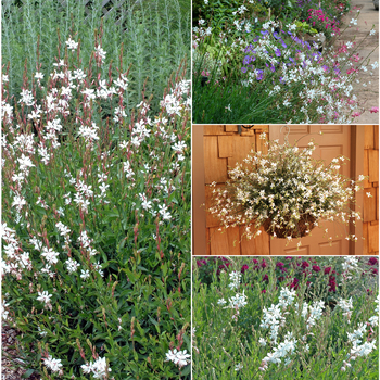 Gaura lindheimeri 'Multiple Varieties' (052771)