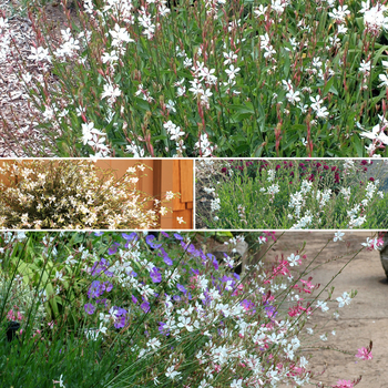 Gaura lindheimeri 'Multiple Varieties' (052772)