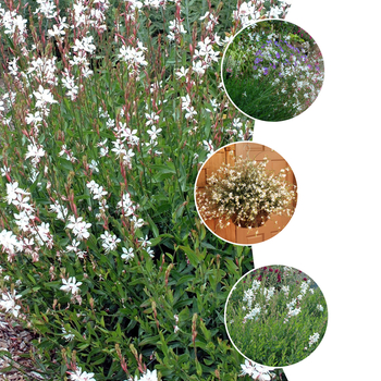 Gaura lindheimeri 'Multiple Varieties' (052773)