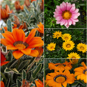 Gazania 'Multiple Varieties' (052774)