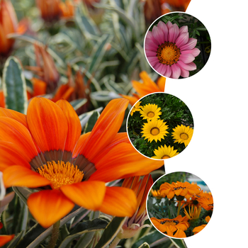 Gazania 'Multiple Varieties' (052776)