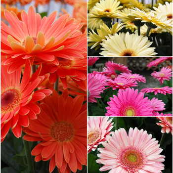 Gerbera jamesonii 'Royal™ Series' (052777)