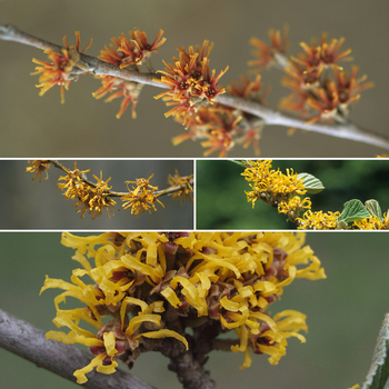 Hamamelis 'Multiple Varieties' (052781)