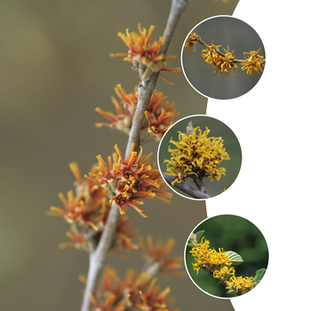 Hamamelis 'Multiple Varieties' (052782)