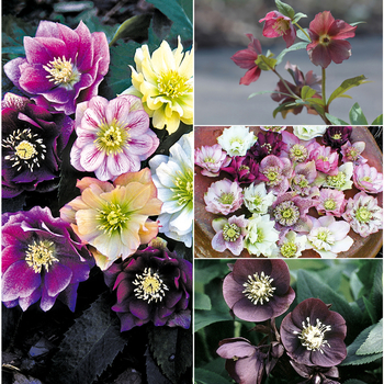 Helleborus 'Multiple Varieties' (052783)