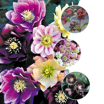 Helleborus 'Multiple Varieties' (052786)