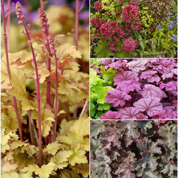 Heuchera '' (052787)