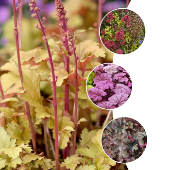 Heuchera '' (052789)