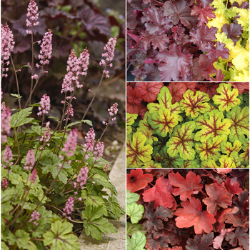 Heucherella 'Multiple Varieties' (052791)