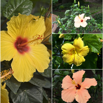 Hibiscus rosa-sinensis 'Multiple Varieties' (052794)