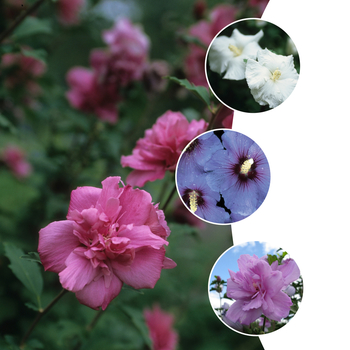 Hibiscus syriacus 'Multiple Varieties' (052799)