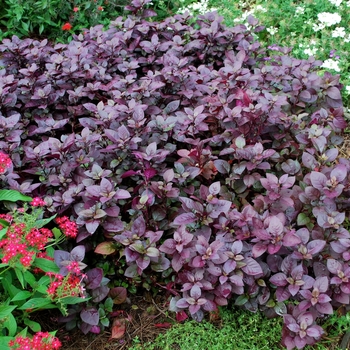 Alternanthera dentata 'Little Ruby' (052829)