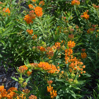 Asclepias tuberosa '' (052835)