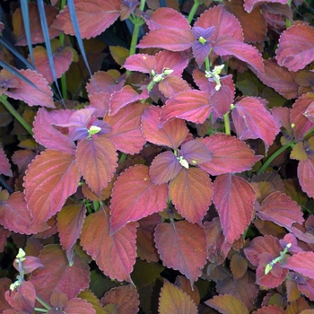 Coleus scutellarioides 'Sedona' (052838)