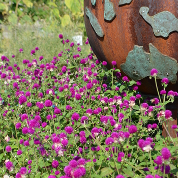 Gomphrena globosa 'All Around' (052849)