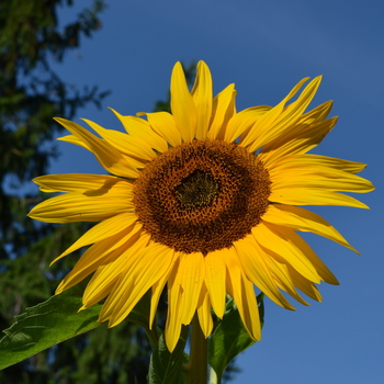 Helianthus annuus 'Sol de Oro' (052851)