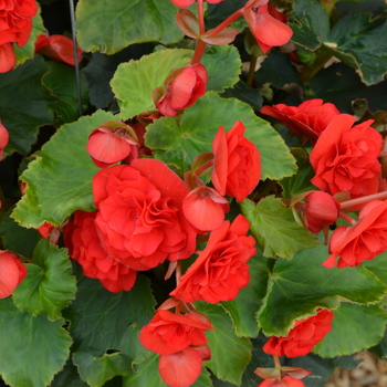 Begonia x hiemalis 'Barkos' (052854)