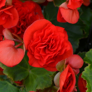 Begonia x hiemalis 'Barkos' (052855)