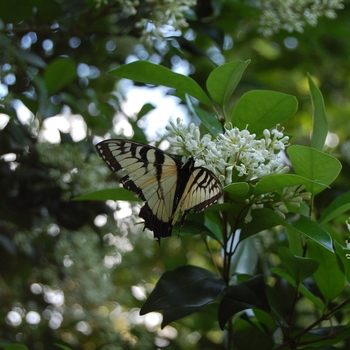 Ligustrum japonicum '' (052857)