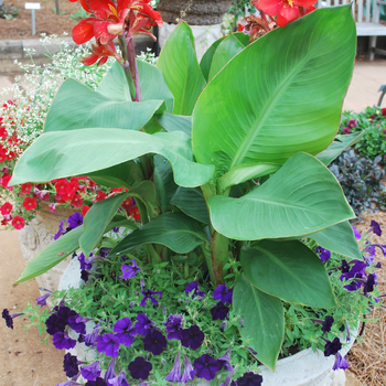 Canna x generalis 'Tropical Red' (052866)