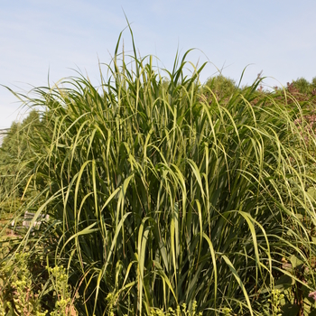 Panicum virgatum 'Thundercloud' (052867)