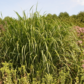 Panicum virgatum 'Thundercloud' (052868)