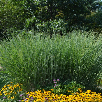 Panicum virgatum 'Cloud Nine' (052869)