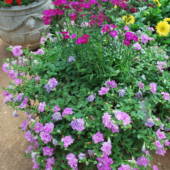 Petunia Double Wave® 'Lavender Spreading' (052872)