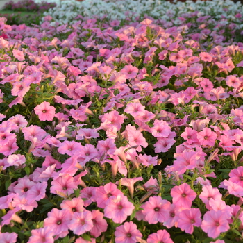 Petunia Supertunia Vista® 'Bubblegum®' (052873)