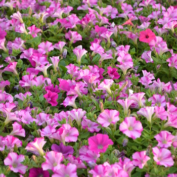 Petunia Supertunia® 'Raspberry Blast' (052875)