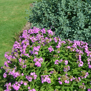 Phlox paniculata Flame™ 'Lilac' (052877)