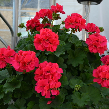 Pelargonium 'Cumbanita Deep Rose' (052878)