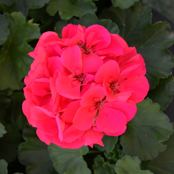 Pelargonium 'Cumbanita Deep Rose' (052879)