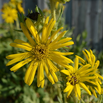 Silphium laciniatum '' (052885)