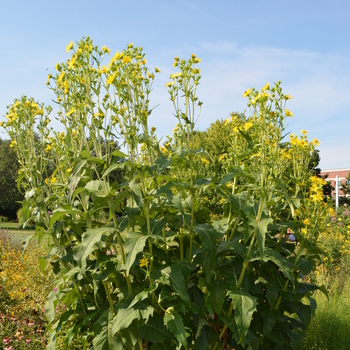 Silphium perfoliatum '' (052887)