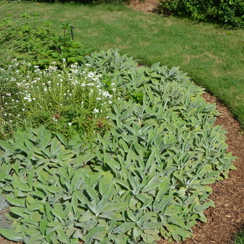 Stachys byzantina '' (052890)