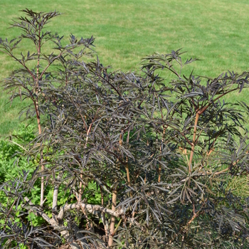 Sambucus nigra '' (052894)