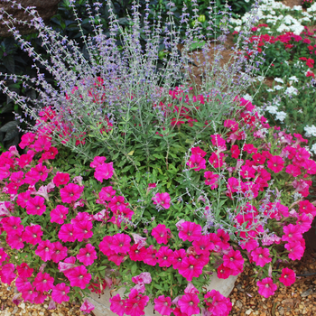 Perovskia atriplicifolia 'Little Spire' (052970)